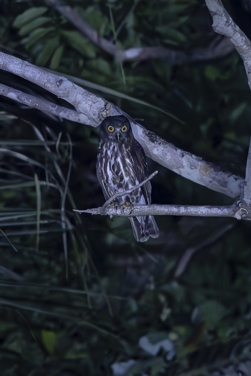 Chocolate Boobook - ML645443959