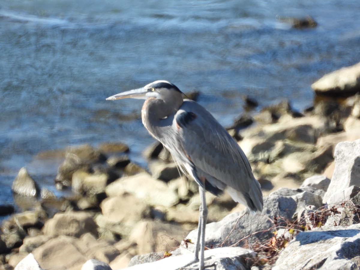 Great Blue Heron - ML645443962