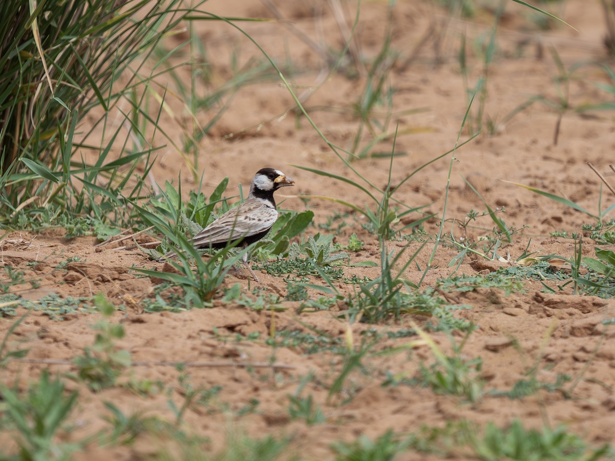 Black-crowned Sparrow-Lark - ML645443963