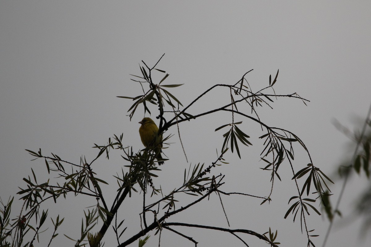 Southern Citril - ML645443964