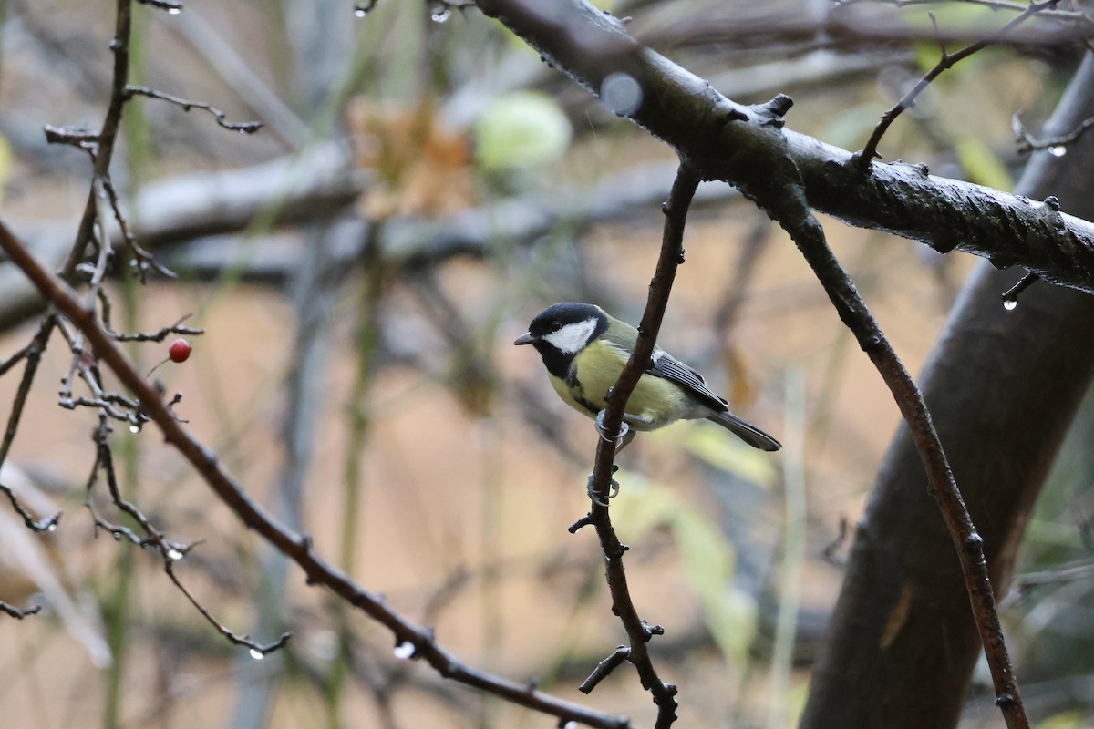 Great Tit - ML645443965
