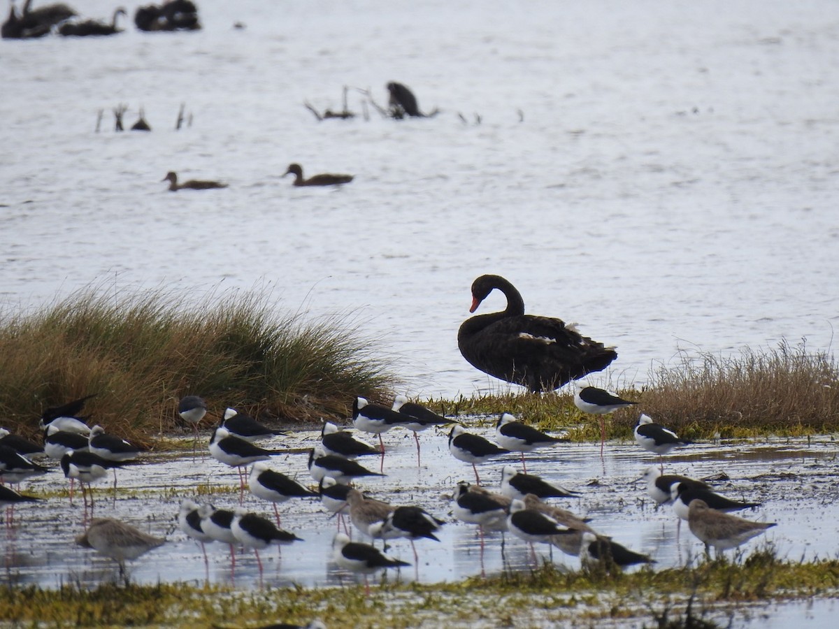 labuť černá - ML645443970