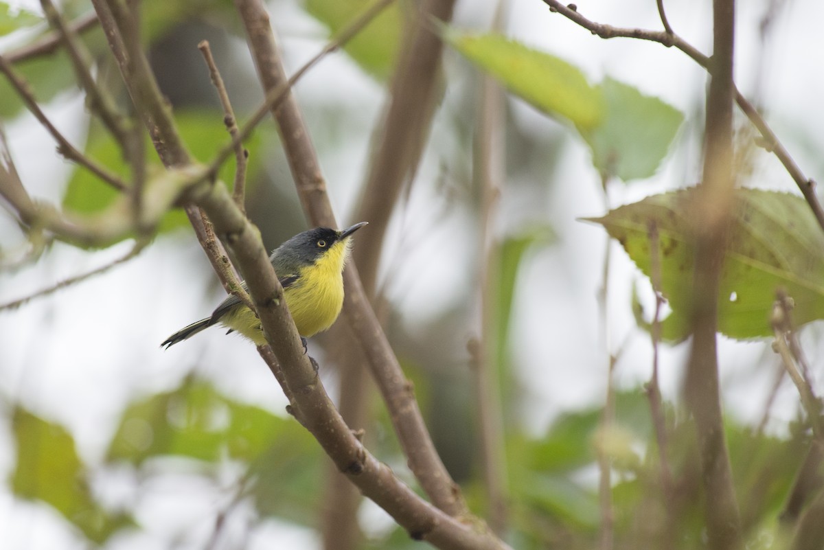 Common Tody-Flycatcher - ML645443989