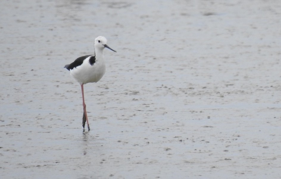 pisila bělohlavá - ML645443990