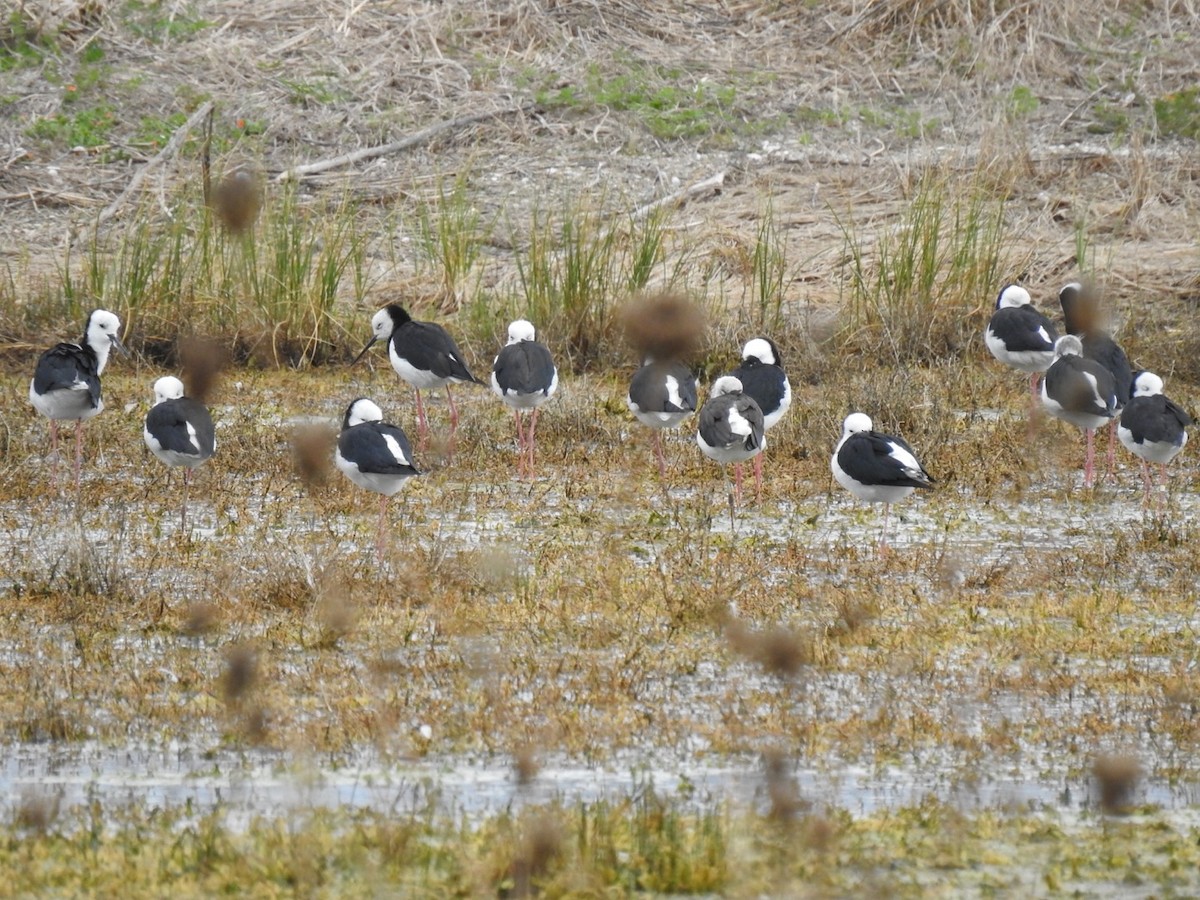 pisila bělohlavá - ML645443991