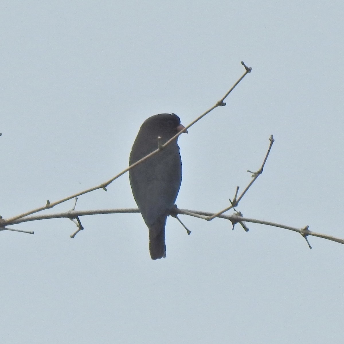 Dollarbird - ML645443993