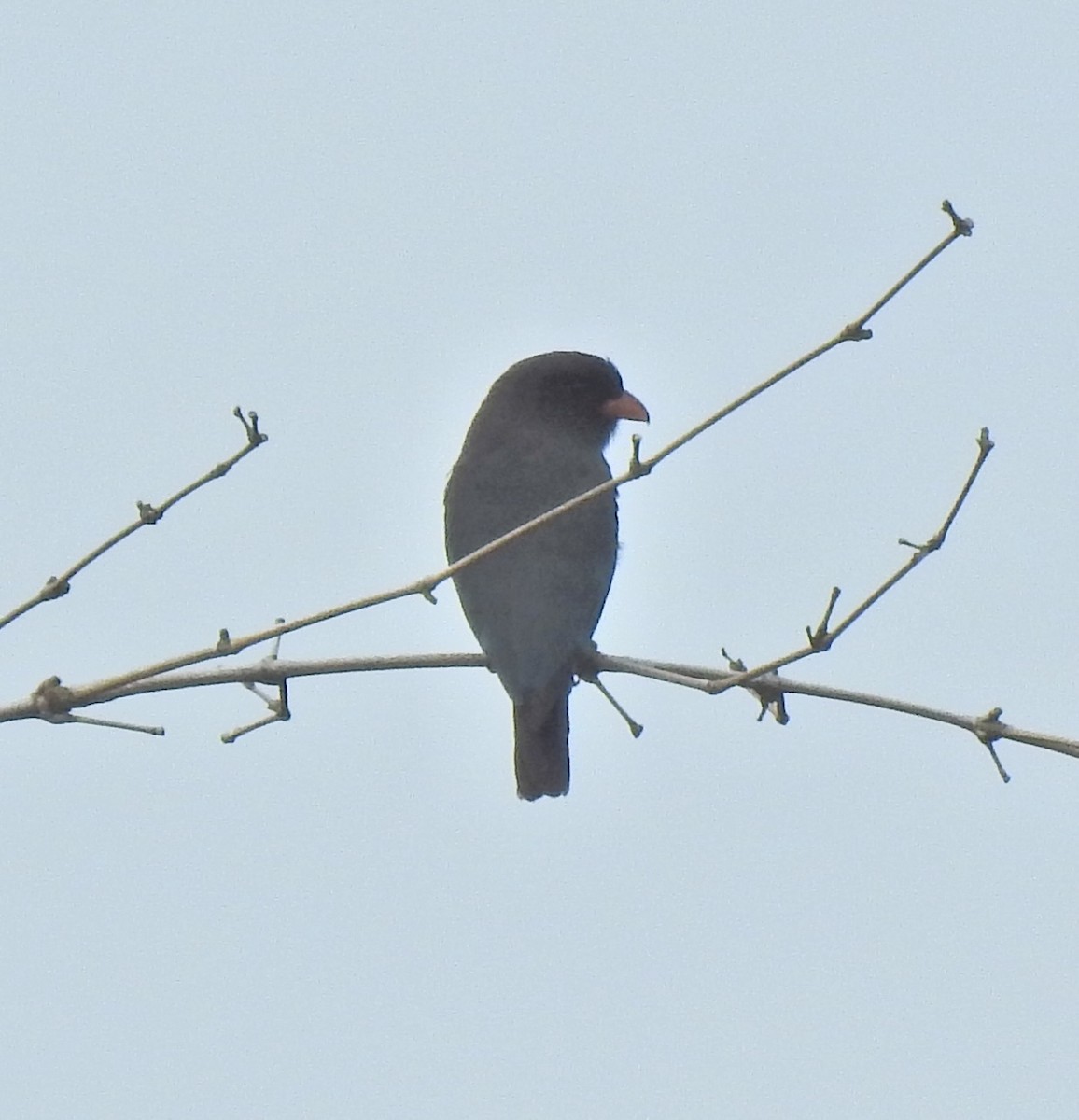 Dollarbird - ML645443994