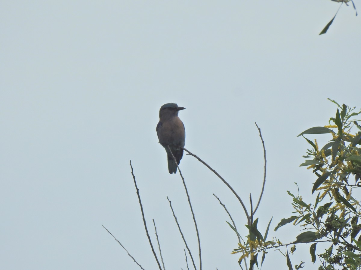 Indochinese Roller - ML645443995