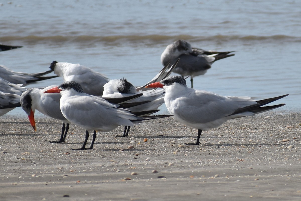 Caspian Tern - ML645443996