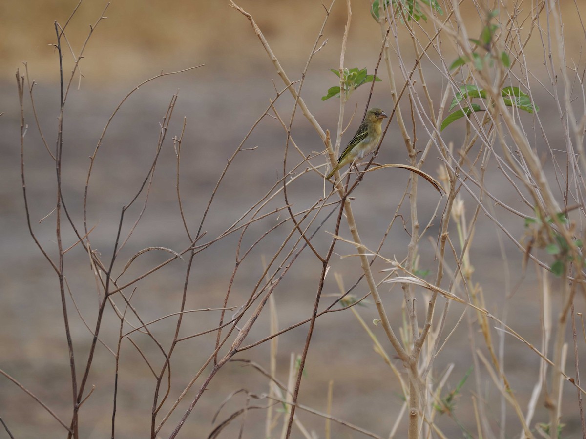 Yellow-crowned Canary - ML645444000
