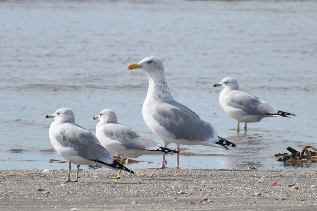 American Herring Gull - ML645444001