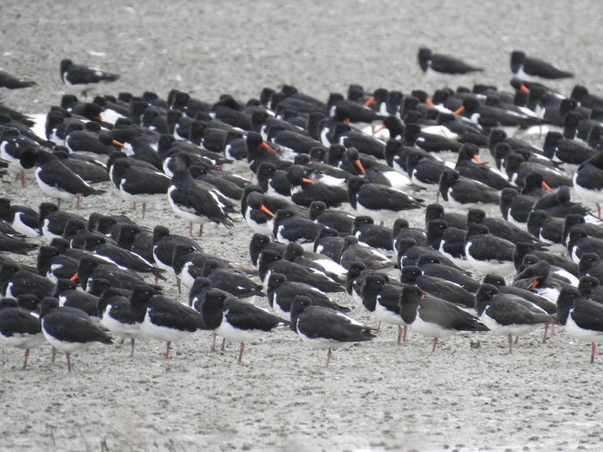 South Island Oystercatcher - ML645444002