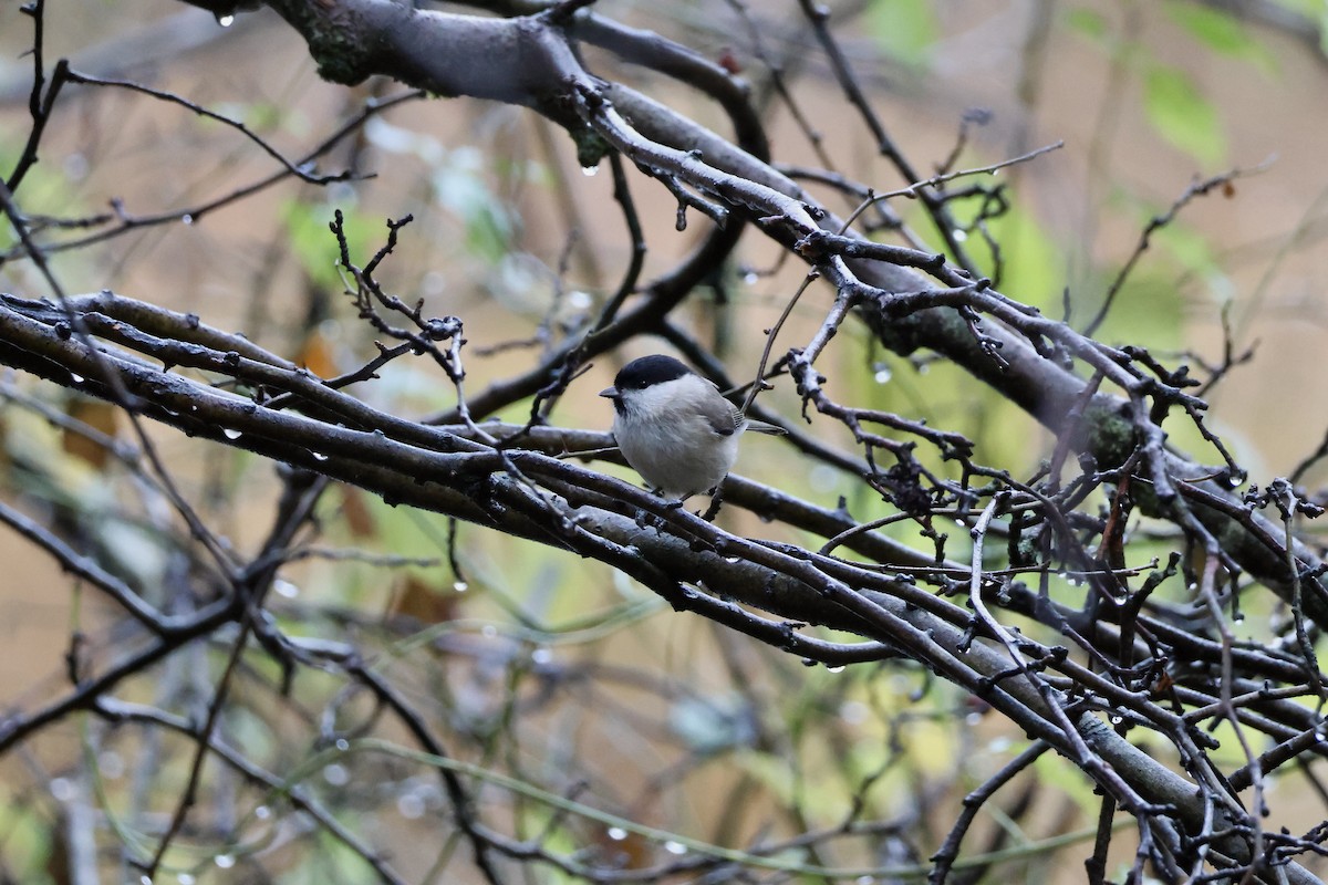 Marsh Tit - ML645444004