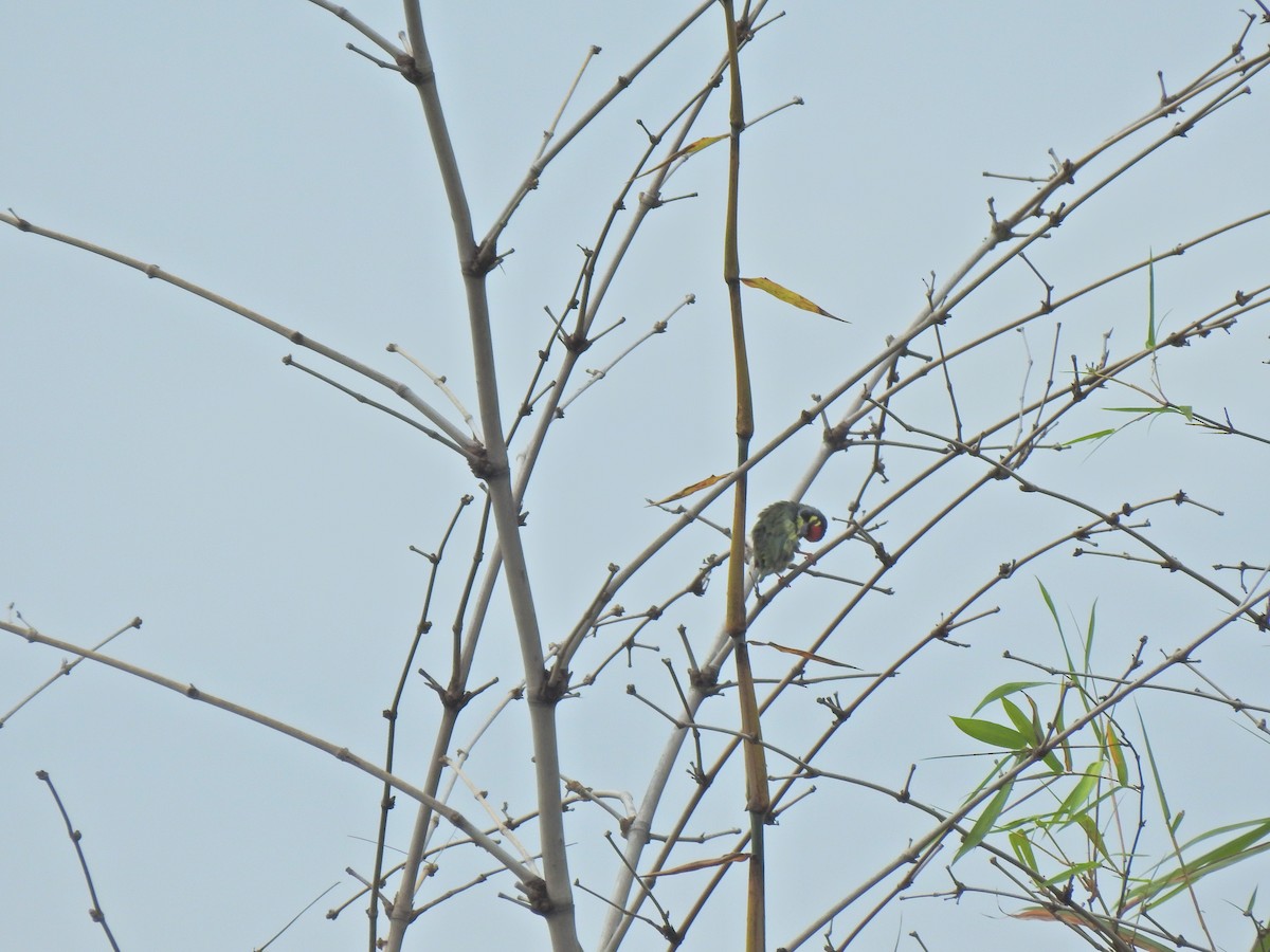 Coppersmith Barbet - ML645444005