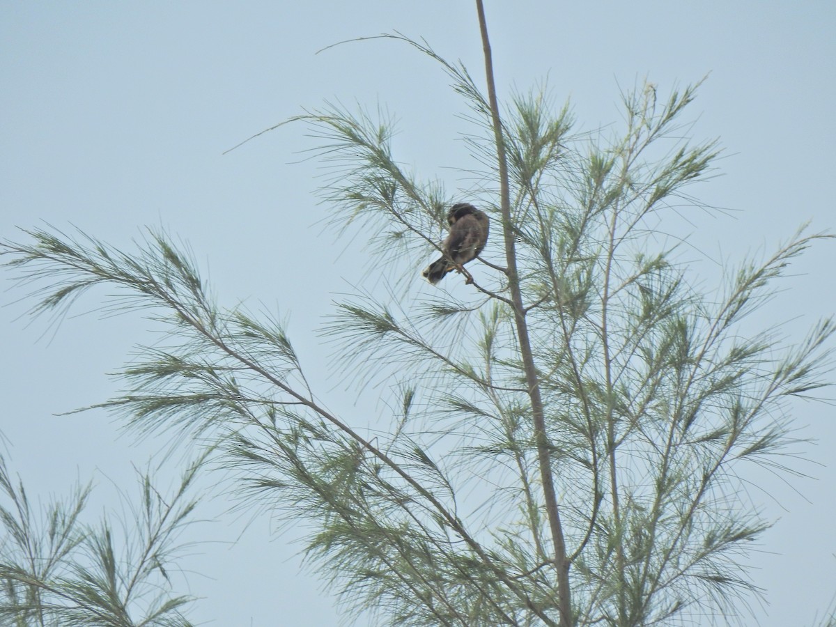 Coppersmith Barbet - ML645444006