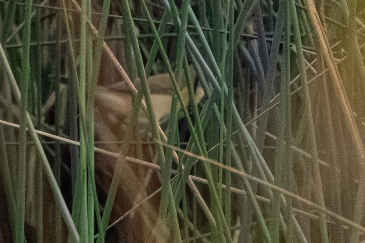 Paddyfield Warbler - ML645444010