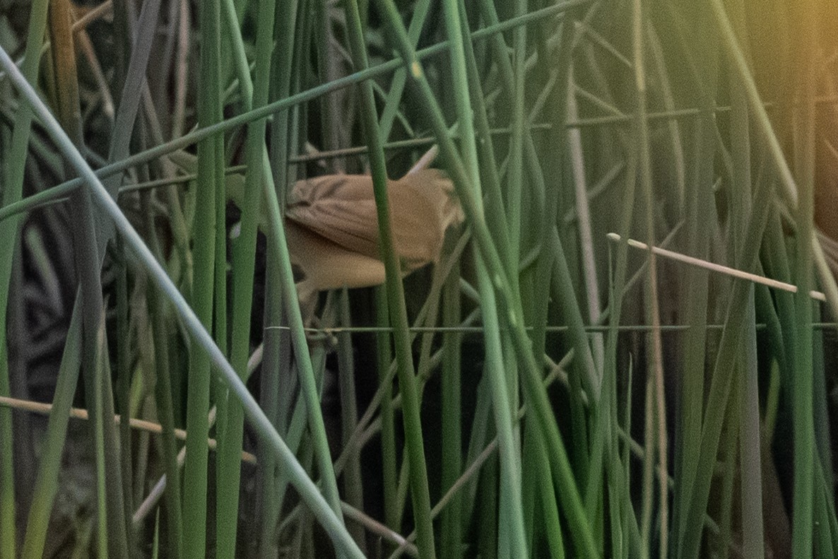 Paddyfield Warbler - ML645444011