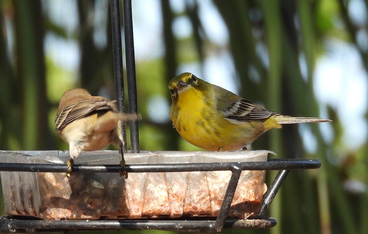 Pine Warbler - ML645444012