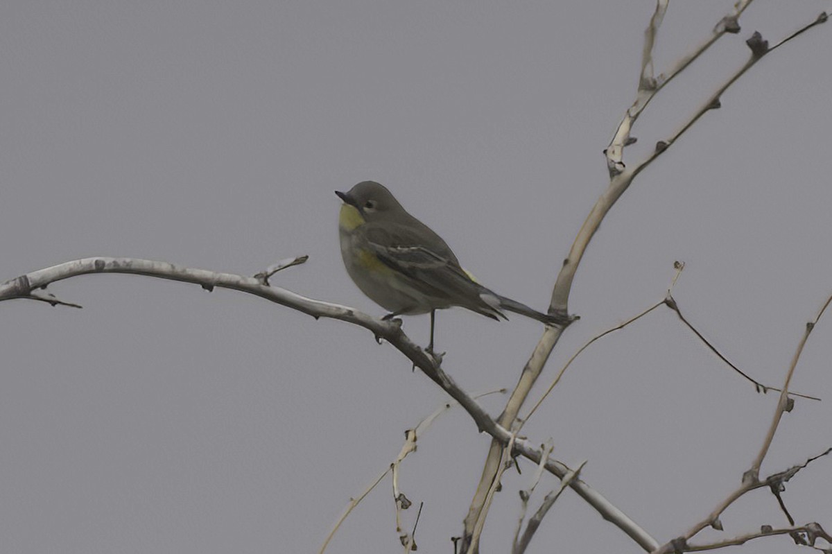 Yellow-rumped Warbler - ML645444013