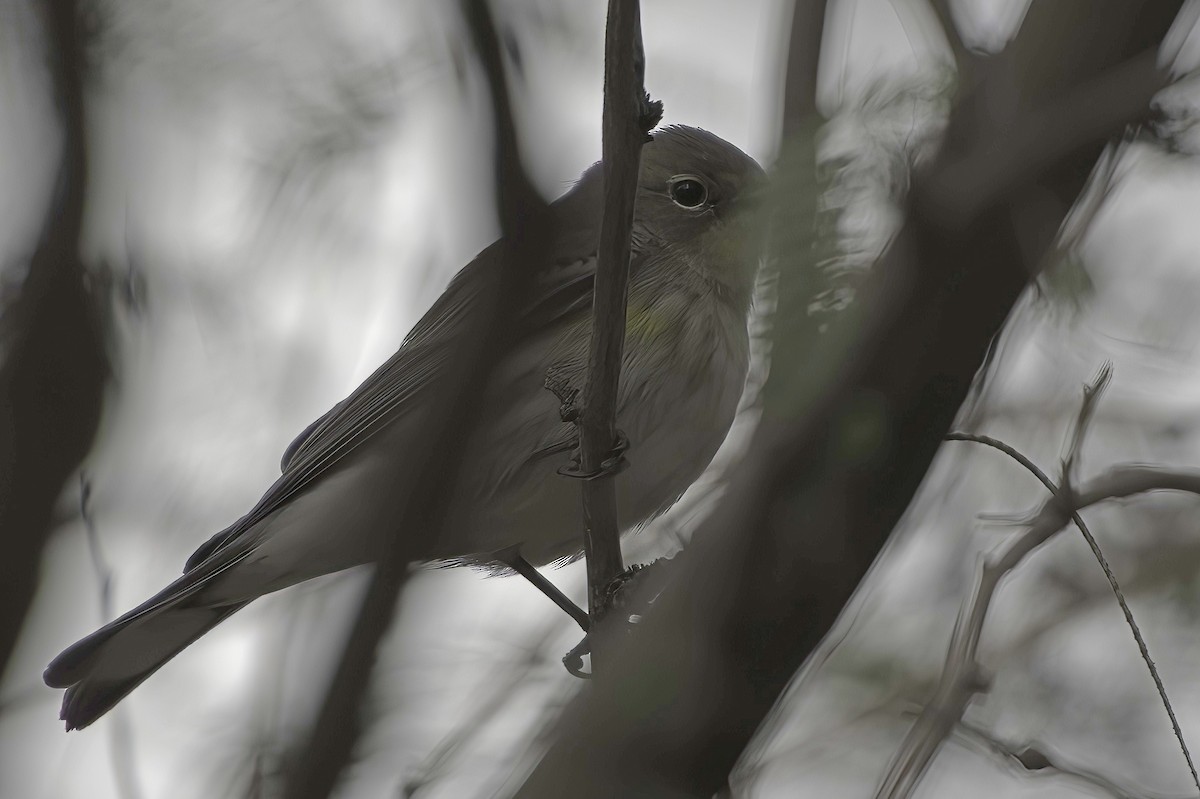 Yellow-rumped Warbler - ML645444014