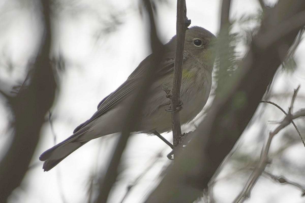Yellow-rumped Warbler - ML645444015