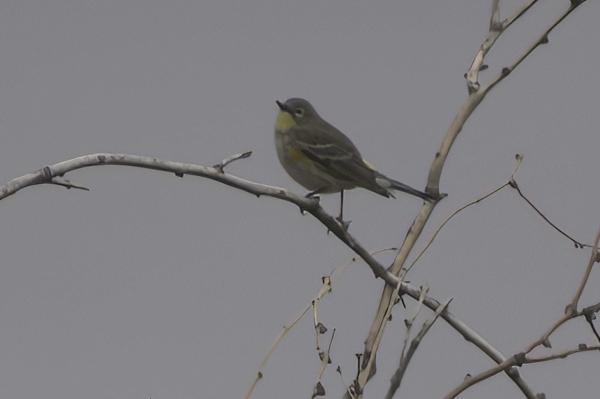 Yellow-rumped Warbler - ML645444016