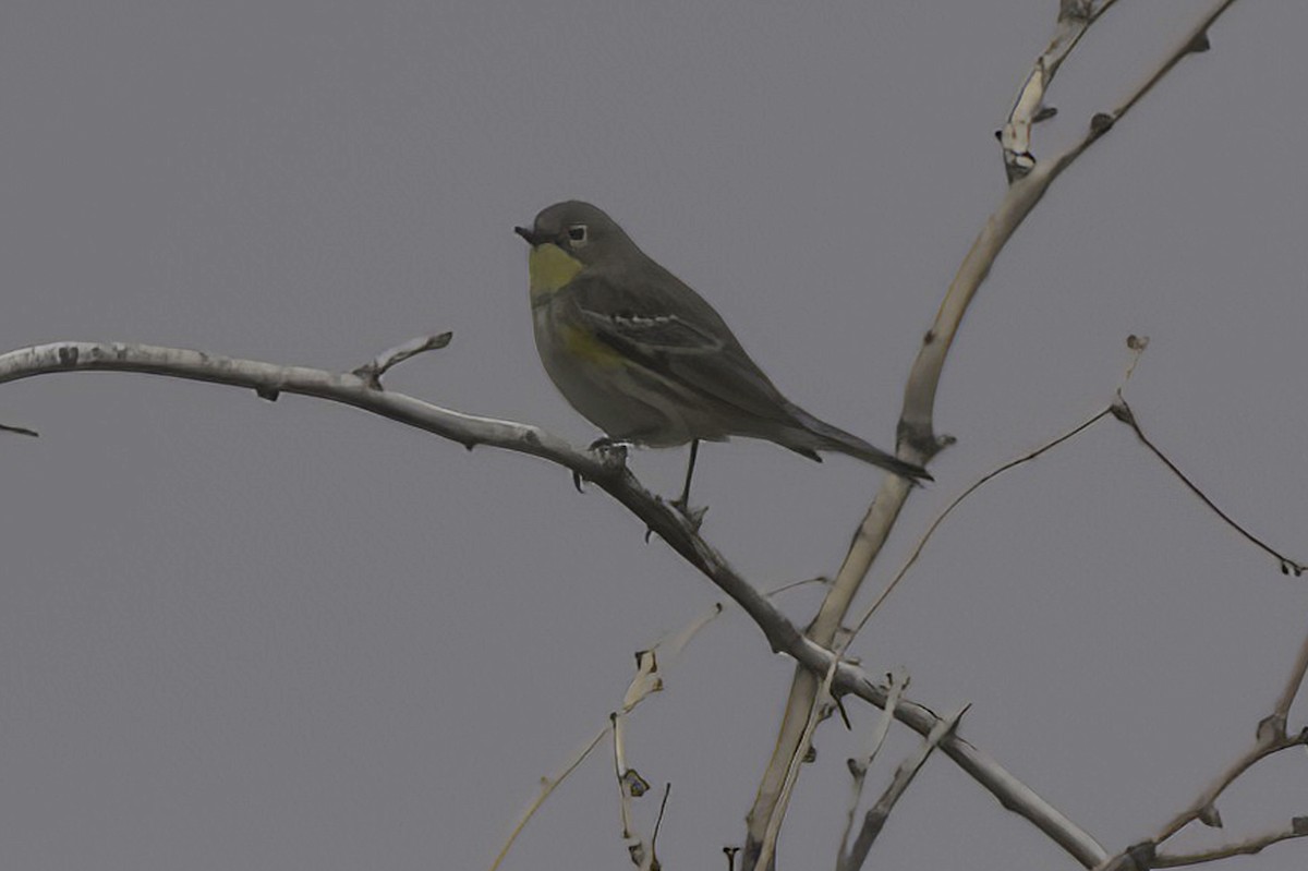 Yellow-rumped Warbler - ML645444017