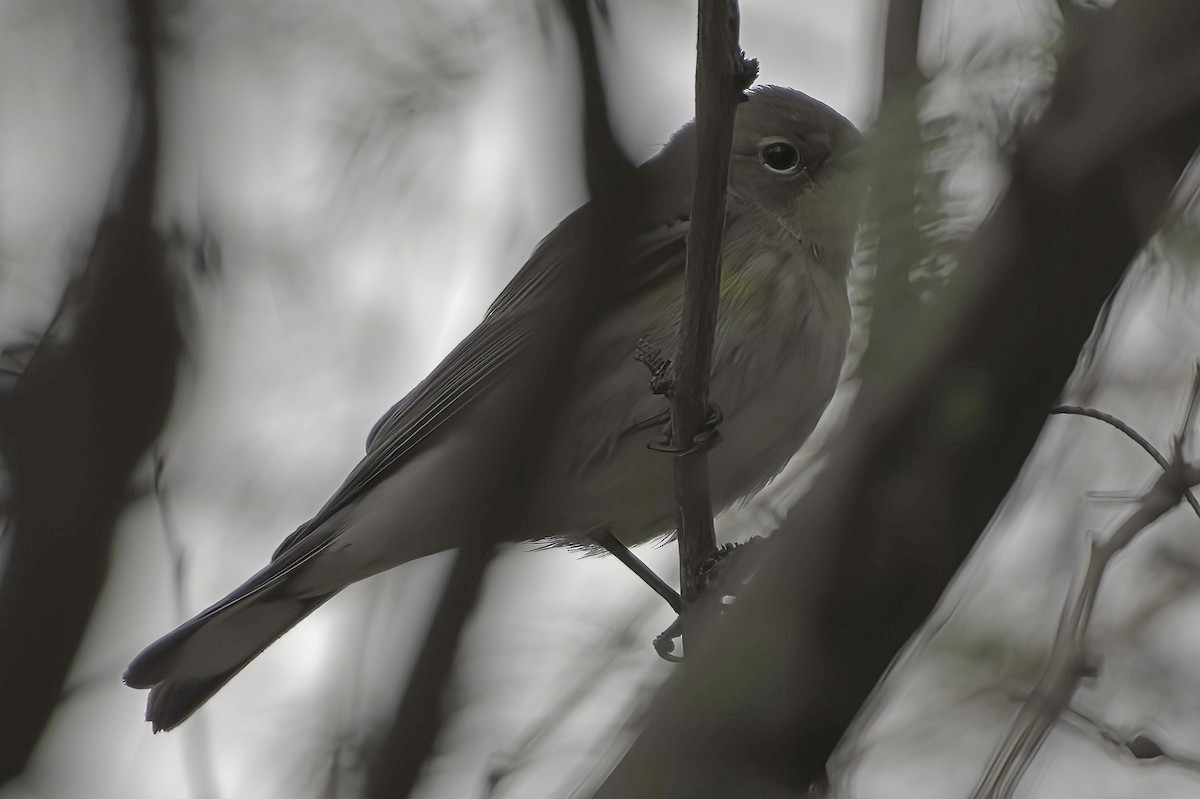 Yellow-rumped Warbler - ML645444018