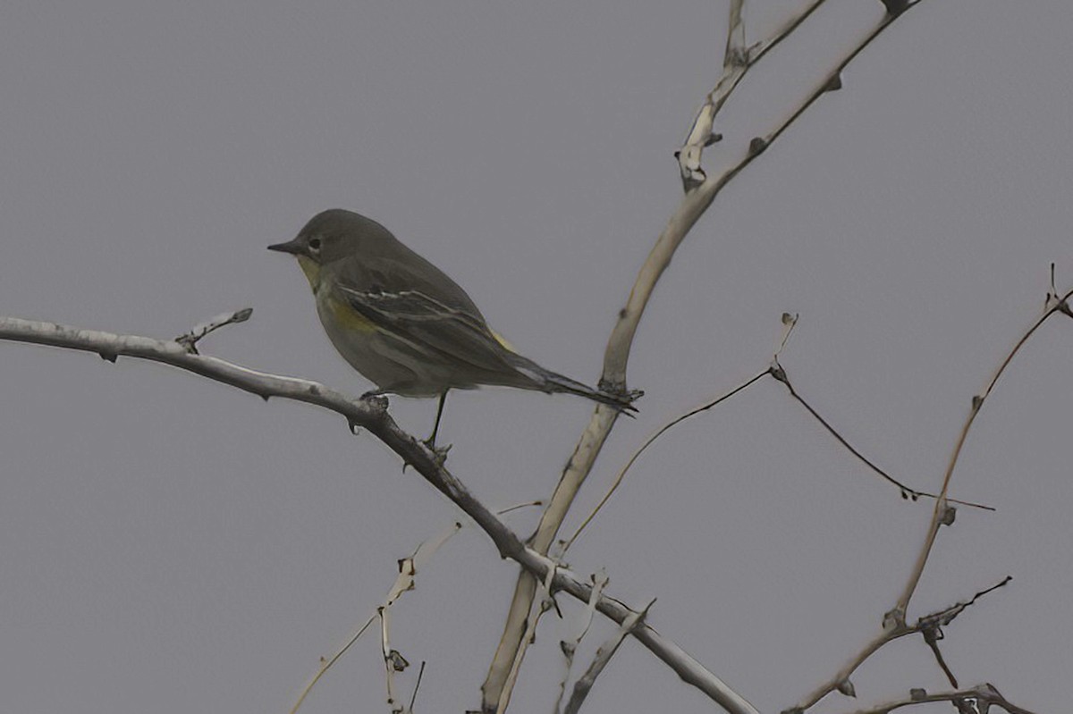 Yellow-rumped Warbler - ML645444019