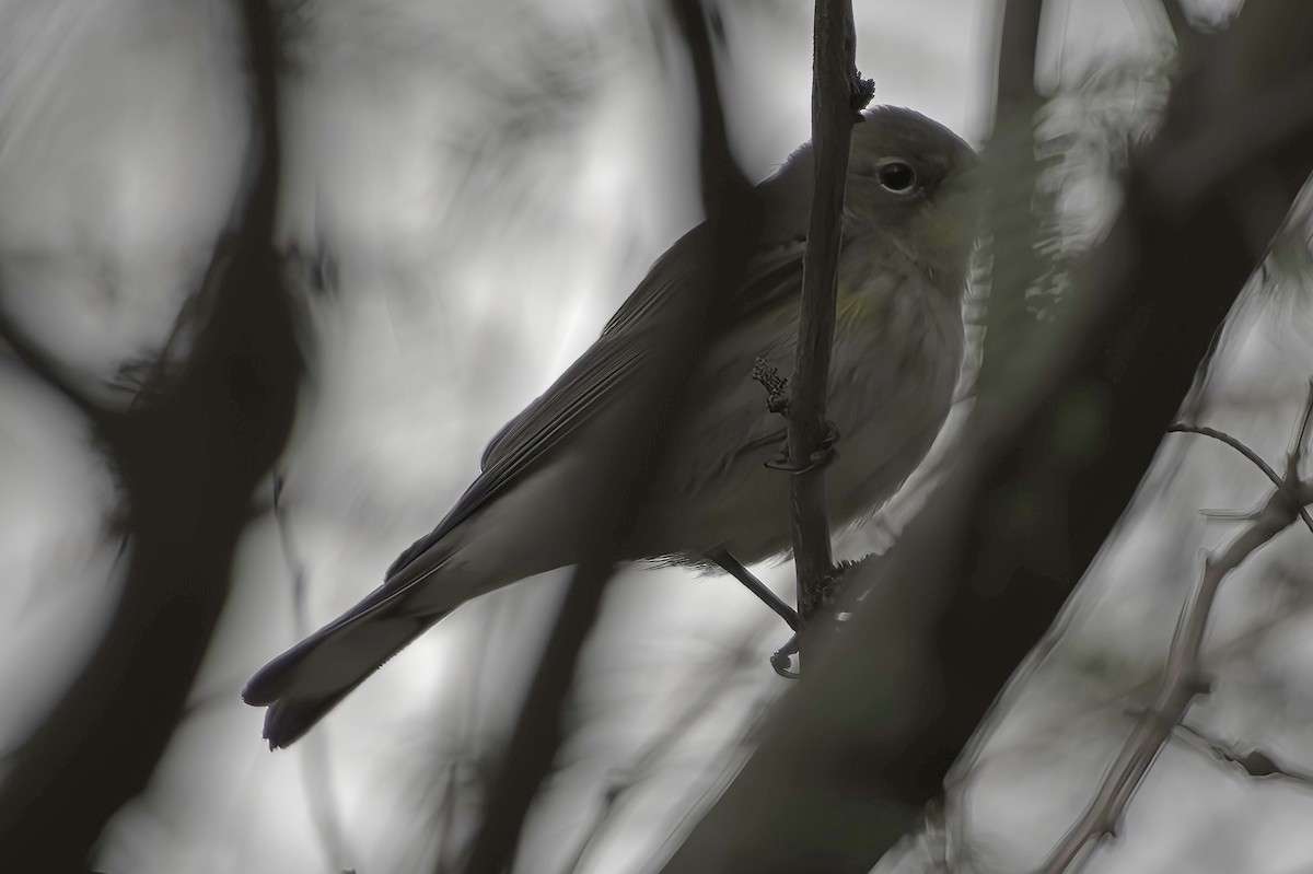 Yellow-rumped Warbler - ML645444020