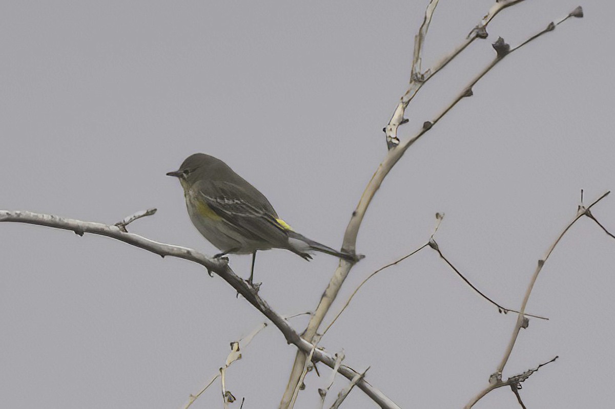 Yellow-rumped Warbler - ML645444021