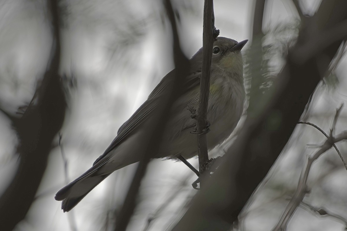 Yellow-rumped Warbler - ML645444022