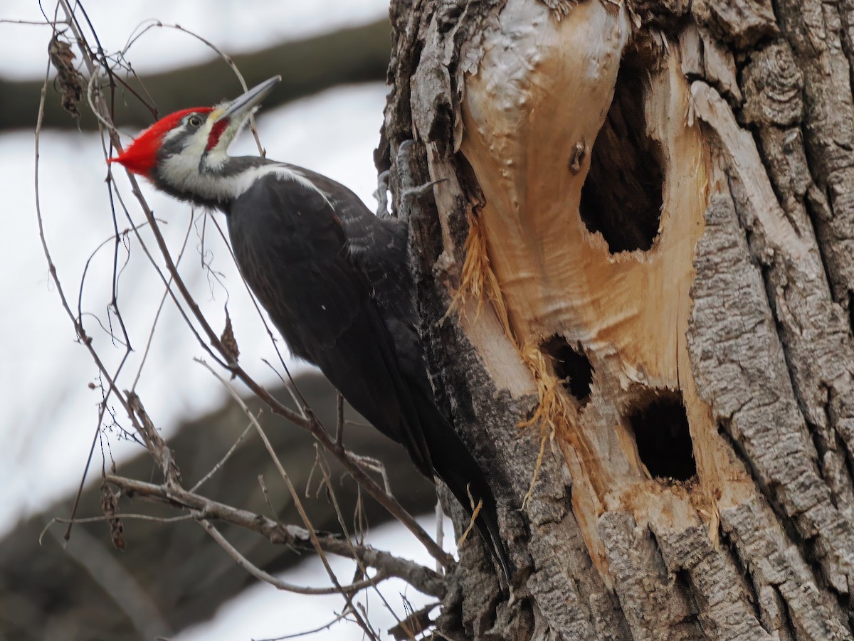 Pileated Woodpecker - ML645444029