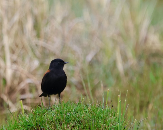 Austral Negrito - ML645444030