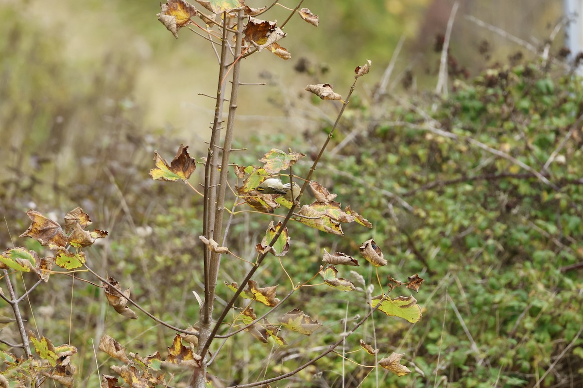 Goldcrest - ML645444033