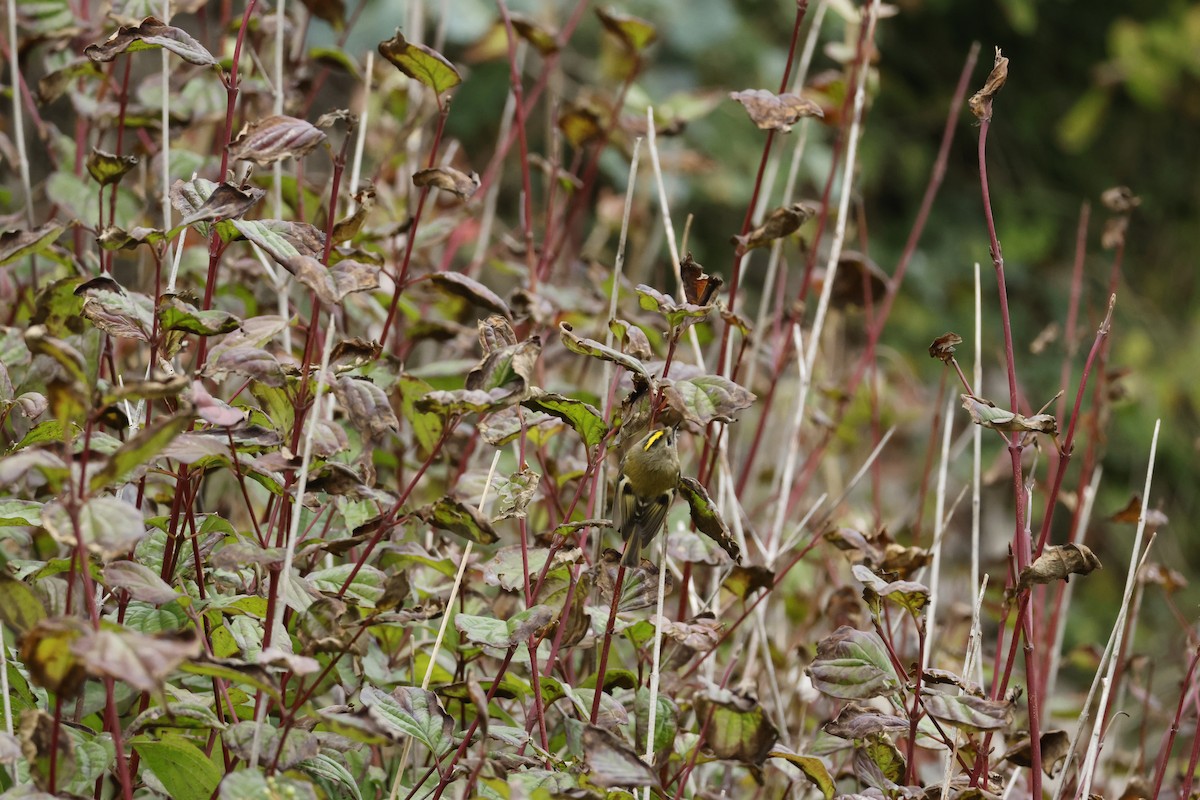 Goldcrest - ML645444034