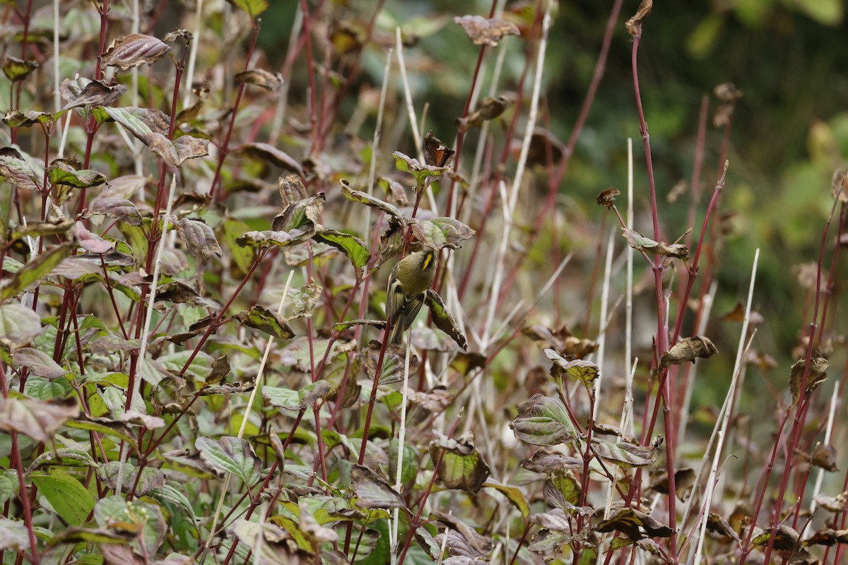 Goldcrest - ML645444035