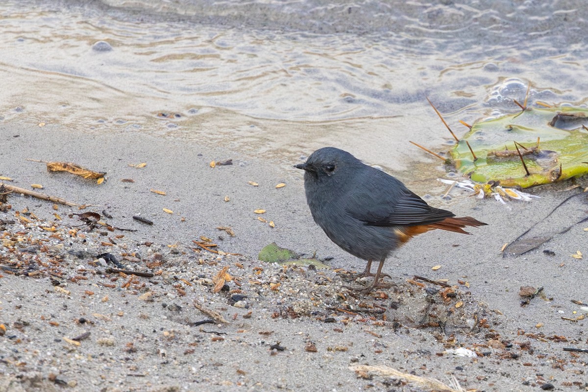 Plumbeous Redstart - ML645444036