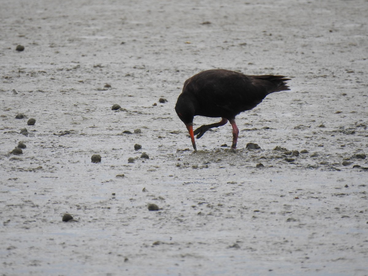 ústřičník proměnlivý - ML645444038