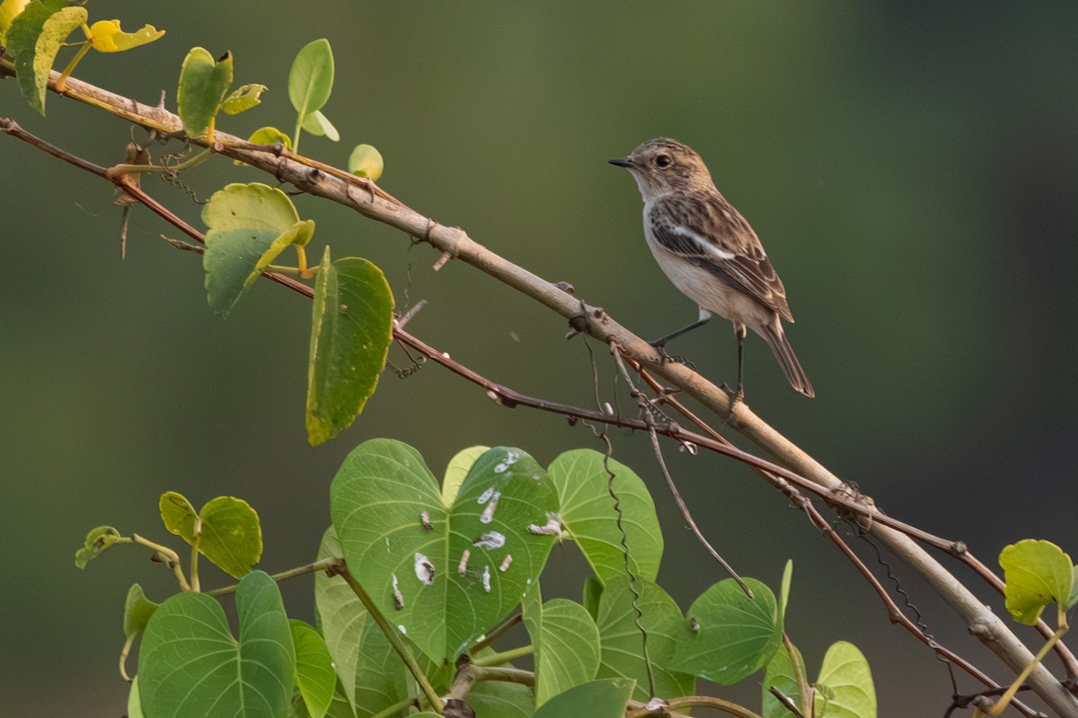 Siberian Stonechat - ML645444039