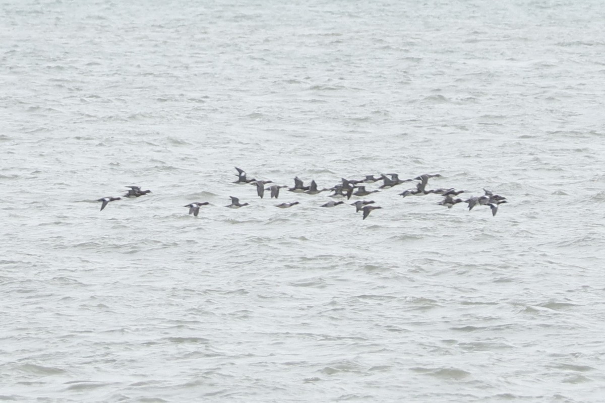 Eurasian Wigeon - ML645444043