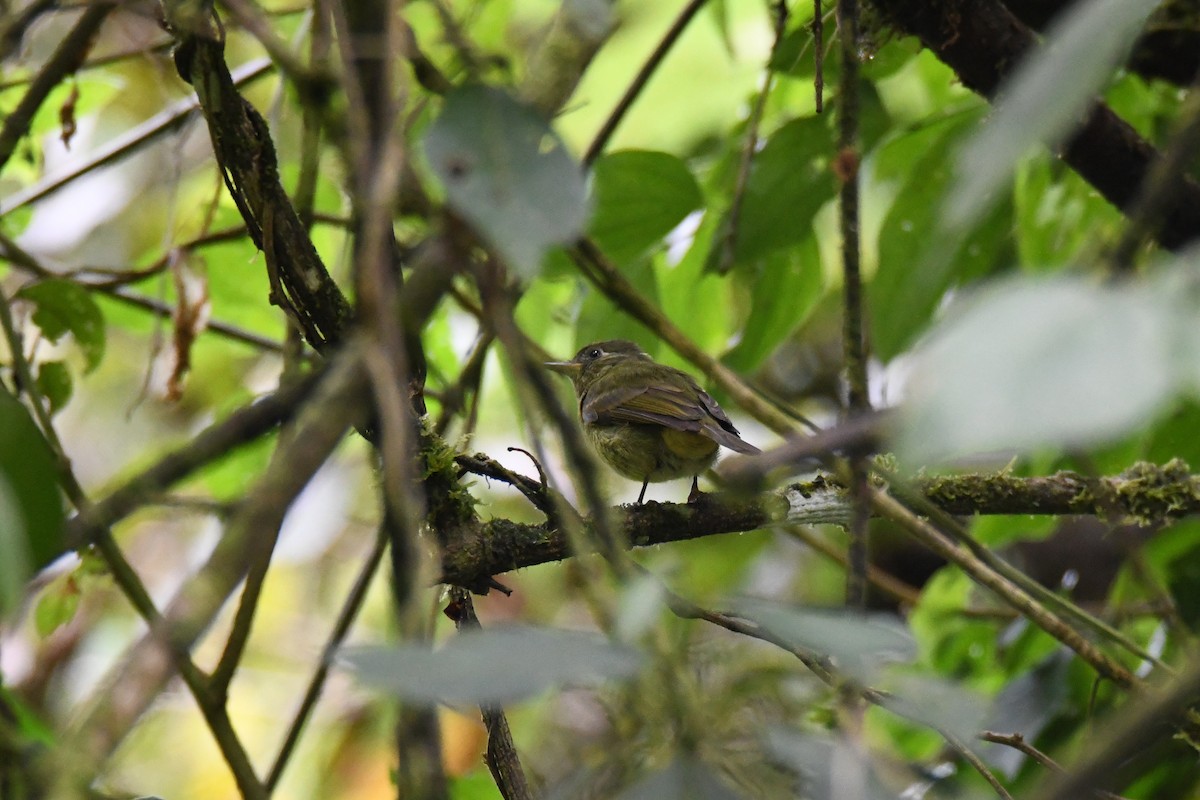 Olive-streaked Flycatcher - ML645444054