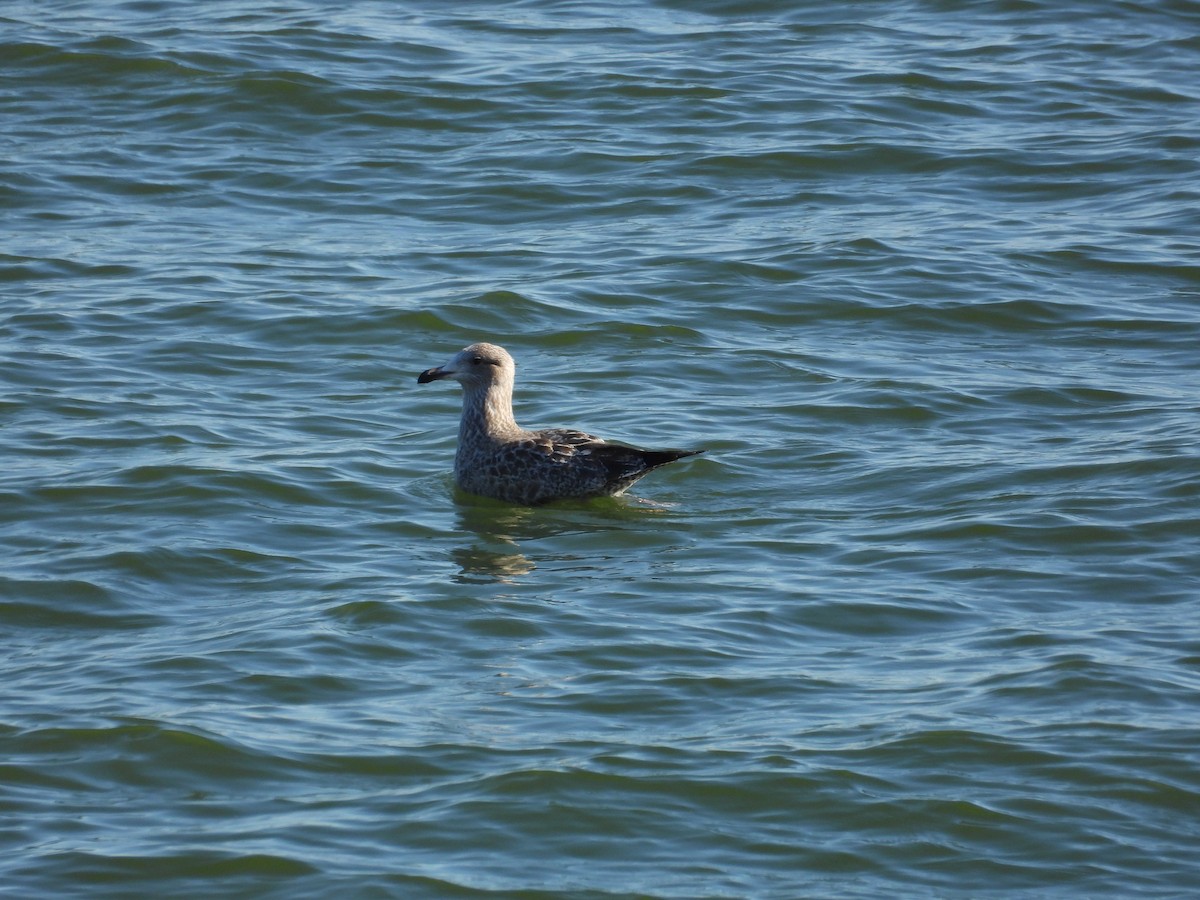 amerikagråmåke - ML645444055