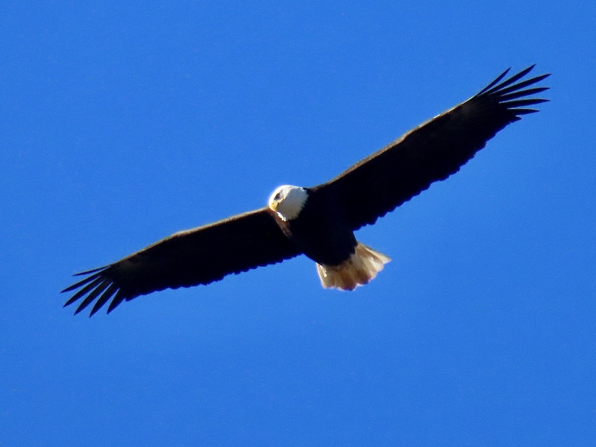 Bald Eagle - ML645444057