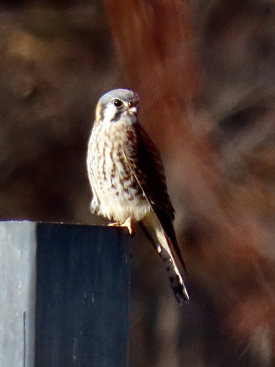 American Kestrel - ML645444064