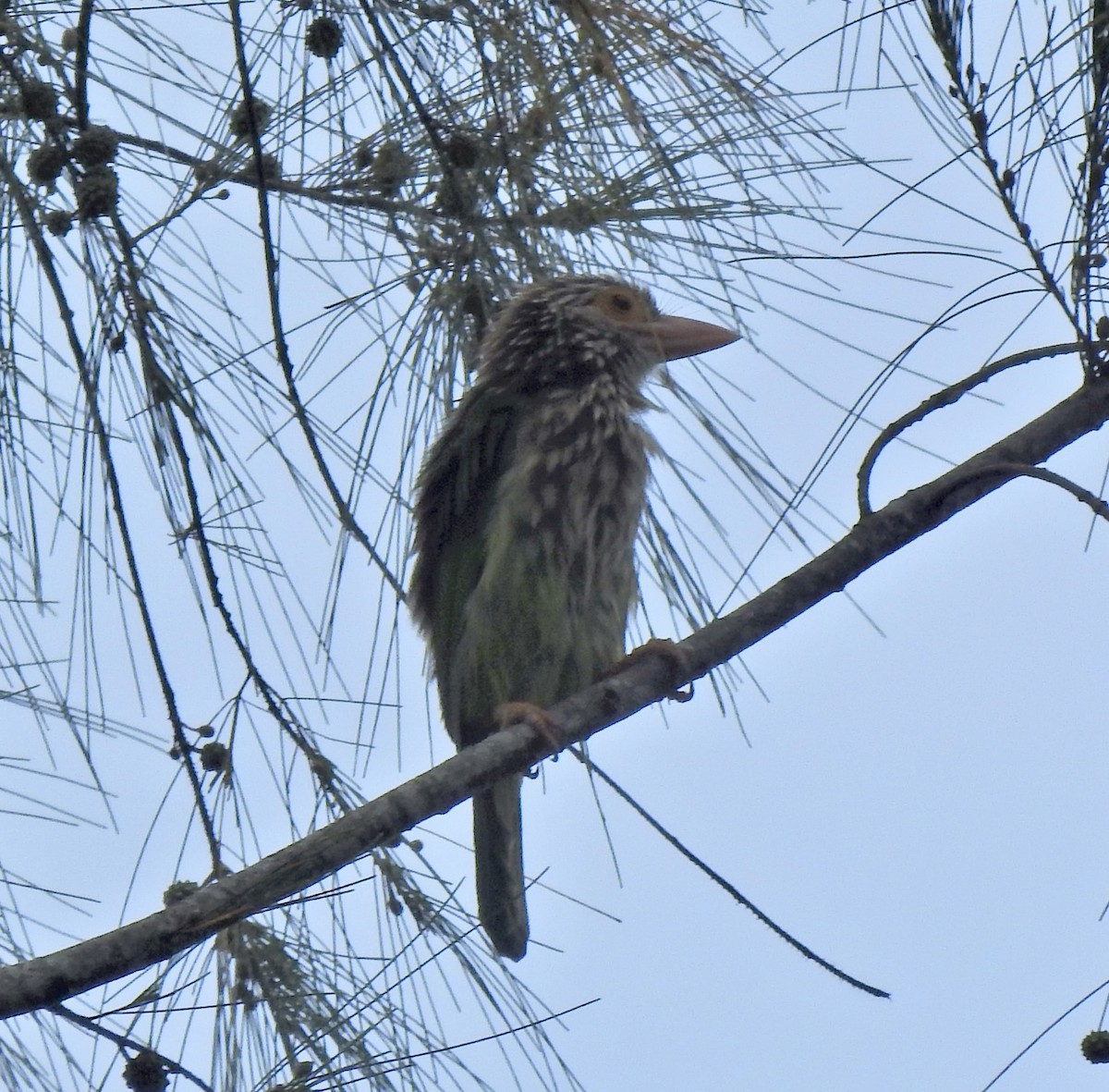 シロボシオオゴシキドリ - ML645444065