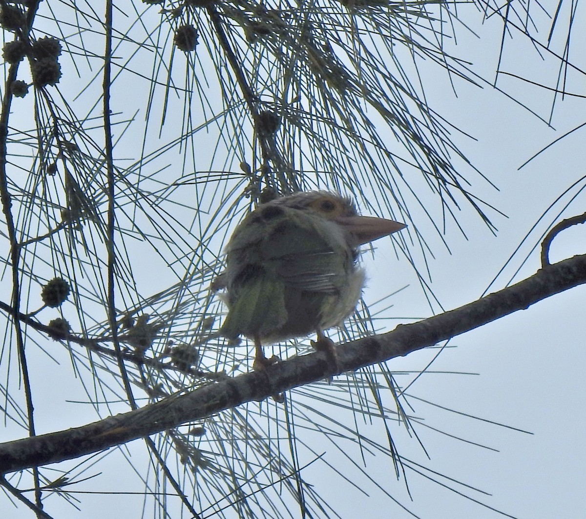 シロボシオオゴシキドリ - ML645444066