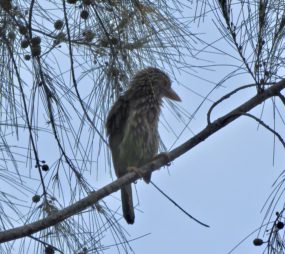 シロボシオオゴシキドリ - ML645444067