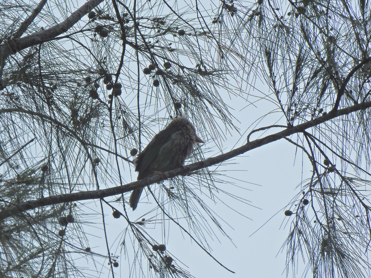 シロボシオオゴシキドリ - ML645444068