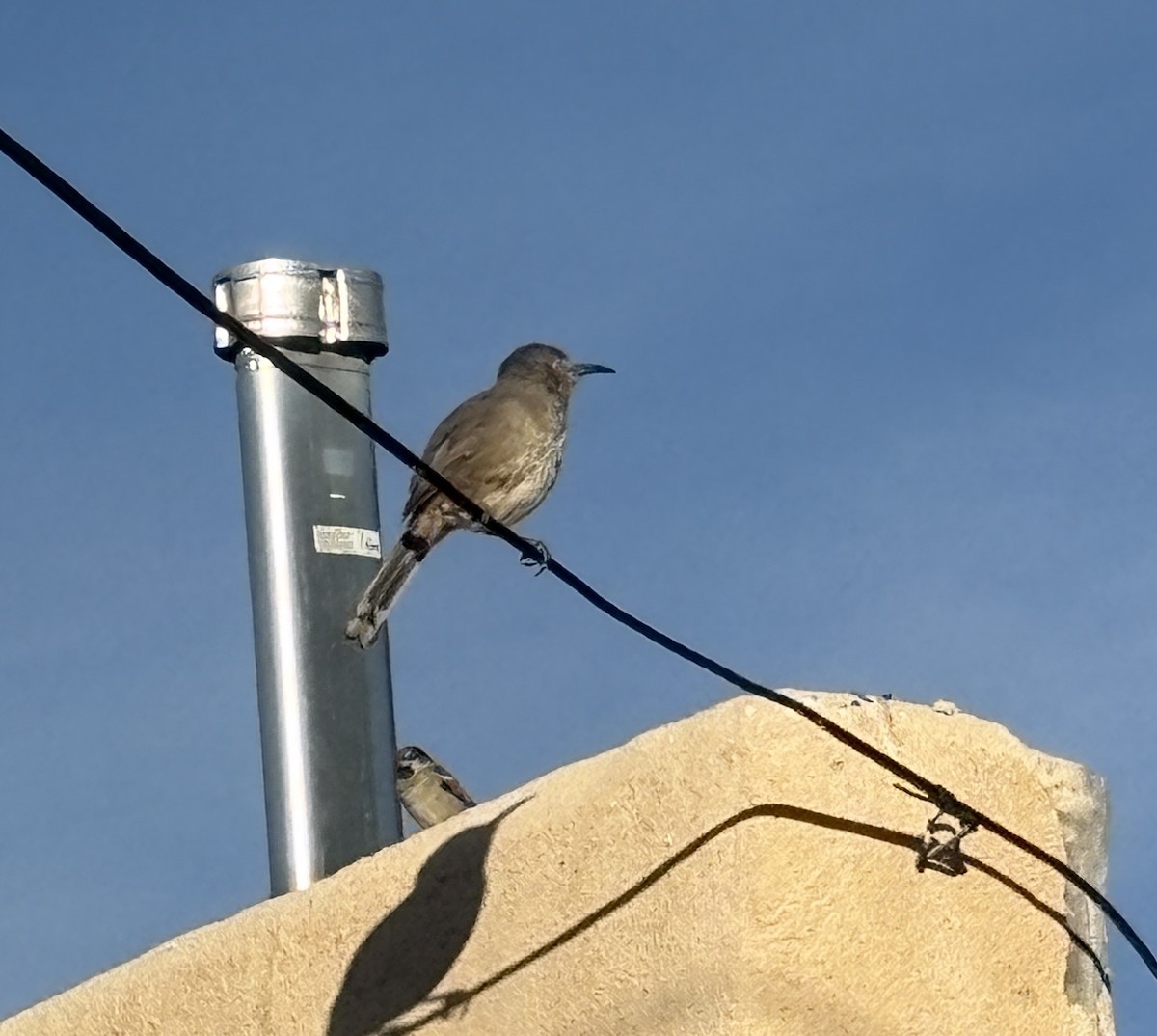 Curve-billed Thrasher - ML645444069